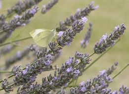 magnificent lavender and butterfly