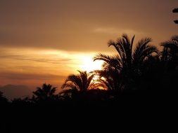 sun at sunset behind palm trees