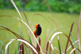 little orange bird on the grass