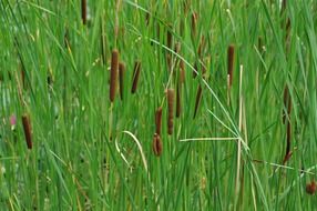 reed in the swamp