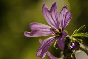 wild summer flower close-up