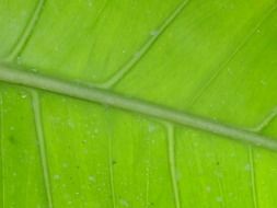 Macro photo of the green leaf