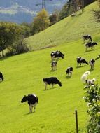 Landscape of the cows