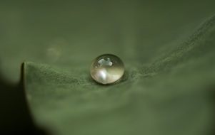 Water drop on the green leaf