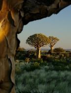 quiver tree forest