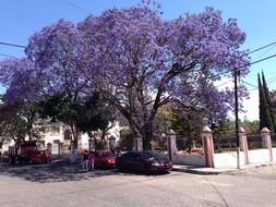 purple jacaranda on a city street