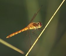 golden dragonfly on a stick