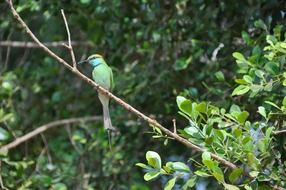 bird fly wings feather wildlife creatures