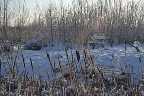 snow by the river