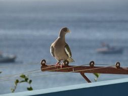 Dove on Curacao island