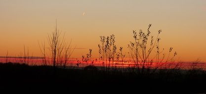 silhouettes of nature against a colorful sunset