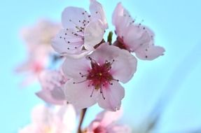 Closeup Picture of the pink wild flowers