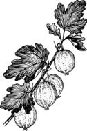 fruits berries and leaves pencil drawing