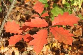 Red oak leaves on a branch in the fall