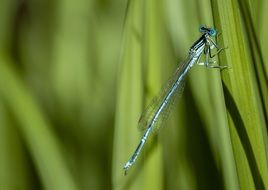 macro photo of blue dragonfly sits on green grass