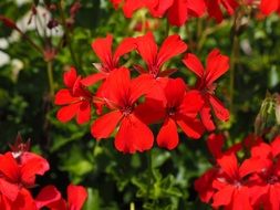 Close-up of the beautiful, red geranium flowers
