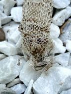 a snake on a stone in wildlife