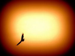 silhouette of a predatory bird on a sunset background