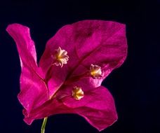 Beautiful pink blossoming bougainveillea flower on a black background