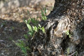 Green olive tree plant