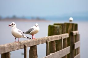 seagull nature