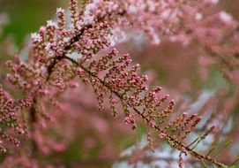 pink small flowers on a branch