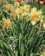 bushes of the yellow daffodils