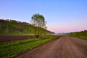 landscape of tree on roadside at evening