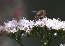 Bee on the white flowers in summer