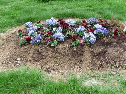 pansies flowers in cemetery