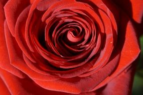 red rose on a wedding