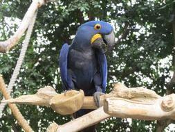 Colorful parrot on a wooden stick