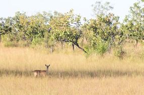incomparable deer nature