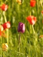 Violet and red tulip flowers