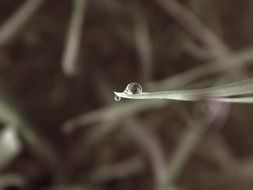 Water drops on the grass