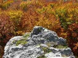 gray stone at autumn forest