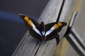 dark butterfly with white and yellow stripes