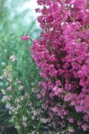 Calluna vulgaris or heather