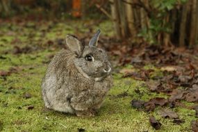 cute grey rabbit