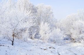 snow forest landscape nature