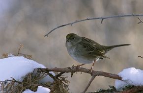 golden crowned sparrow on a tree branch