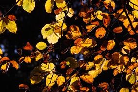 Picture of beech leaves