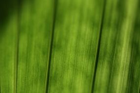 green leaf strcuture in macro