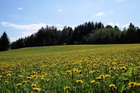 Beautiful field of blooming yellow dandelions near the trees