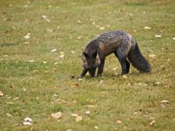 silver fox on lawn