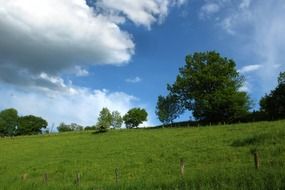 trees on a green hill near Dusseldorf