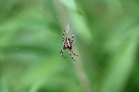 striped spider on a web on a blurry green background