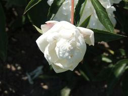 white pfingstsrose flower close-up