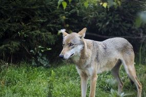 Wolf in wildlife