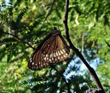 Colorful butterfly among green trees near the water in India